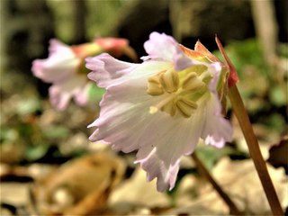 The Exceedingly Rare Oconee Bell is Currently Blooming in South Carolina