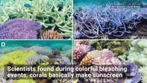 Coral Bleaching Causes Some Corals to Turn Neon Colors and It’s Really Cool Looking!