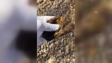 Adana Valiliğinden "Karataş'taki deniz kirliliğine" ilişkin açıklama