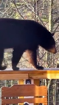 Ce gros ours brun squatte un jacuzzi... la belle vie