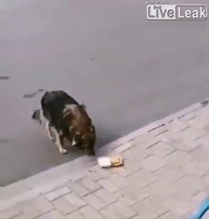 Il donne des McNuggets à un chien errant mais ne s'attendez pas à cette réaction