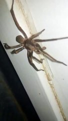 Big Spider Spotted on the Way to Toilet