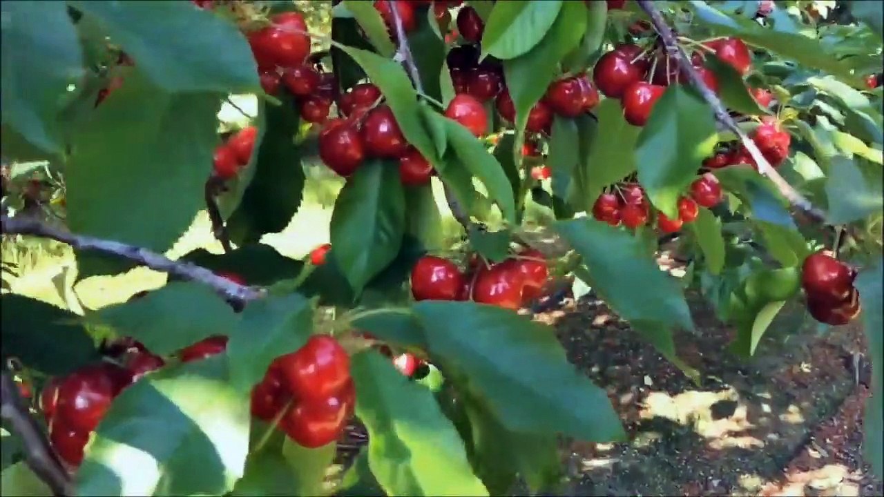 #CEREZAS, #FRUTO de #TURQUIA