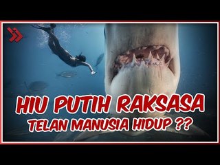 DETIK-DETIK IKAN HIU PUTIH RAKSASA MENELAN MANUSIA HIDUP-HIDUP!