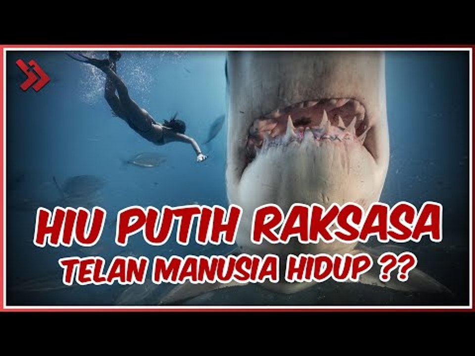 DETIK-DETIK IKAN HIU PUTIH RAKSASA MENELAN MANUSIA HIDUP-HIDUP!