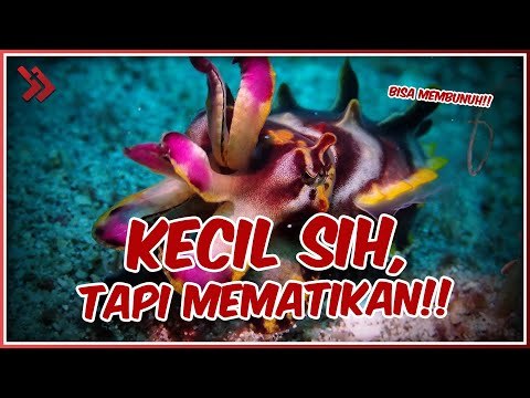 KECIL DAN MENGGEMASKAN, HEWAN INI TERNYATA BISA MEMBUNUH MANUSIA!