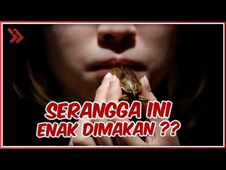 5 SERANGGA INI AMAN DIMAKAN MANUSIA DAN RASANYA ENAK, SULIT DIPERCAYA!