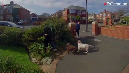 Te sorprenderá la reacción de estos perritos cuando su paseador sufre una caída