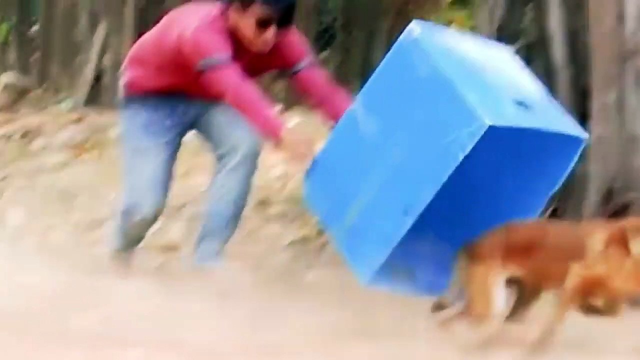 Troll Prank dog Funny