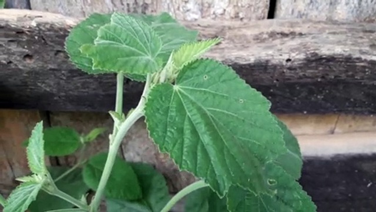 Bom dia pra você - Deus abençoe seu dia