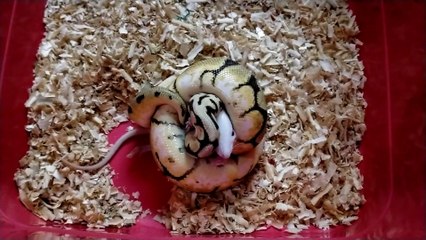 SNAKE FEEDING!