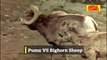 Incredible PUMA Attacks - Cougar vs Bighorn Sheep, Mountain Lion vs Bear, Sloth and other Animals