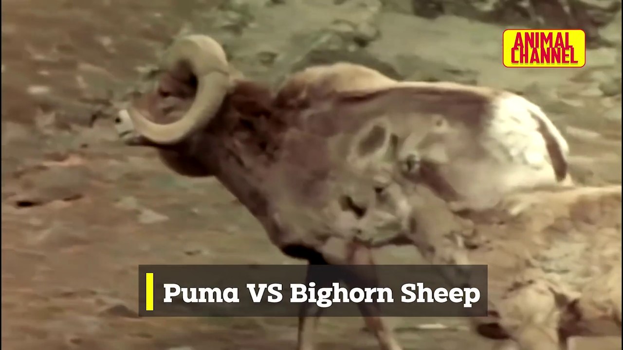 Incredible PUMA Attacks - Cougar vs Bighorn Sheep, Mountain Lion vs ...