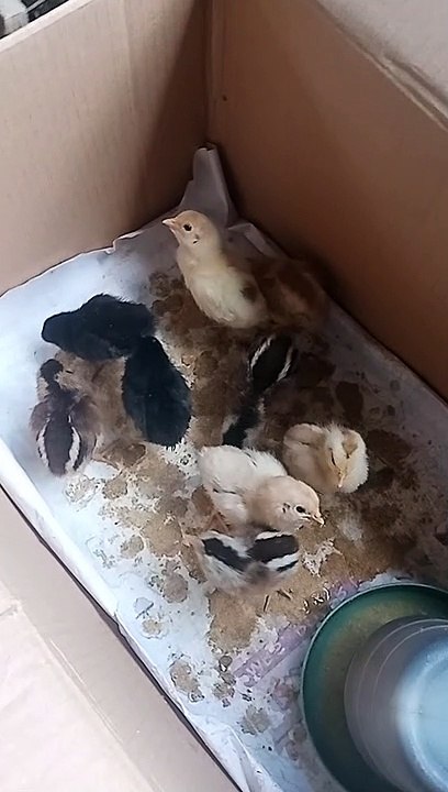 My Cute Chick