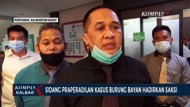 Sidang Praperadilan Kasus Burung Bayan Dilanjutkan, Menghadirkan Saksi dari Polda Kalbar