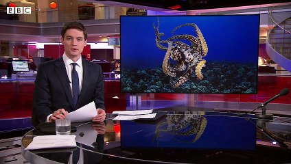 New research suggests octopuses may be able to dream