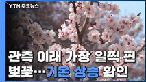 [취재N팩트] 관측 이래 가장 일찍 핀 벚꽃...기온 상승 확인 / YTN