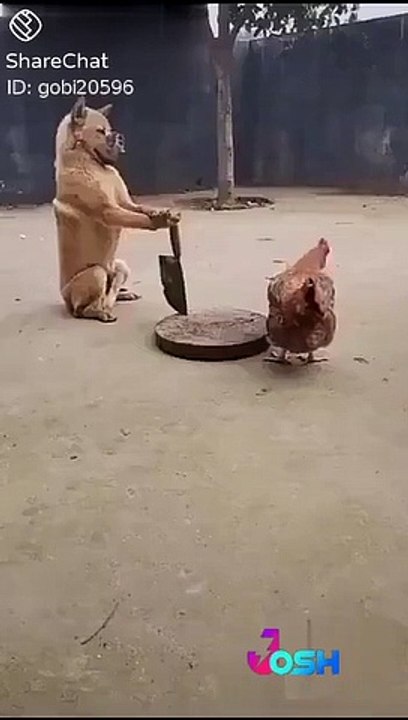 dog waiting