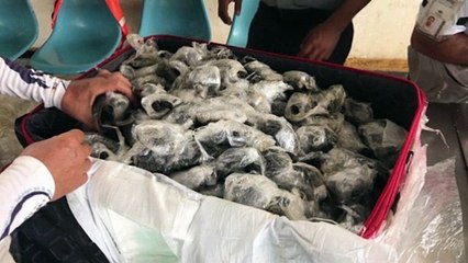 Galapagos: 185 piccoli di tartaruga in valigia