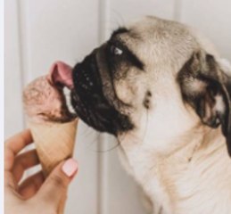 Ces aliments humains que les chiens peuvent manger sans risque