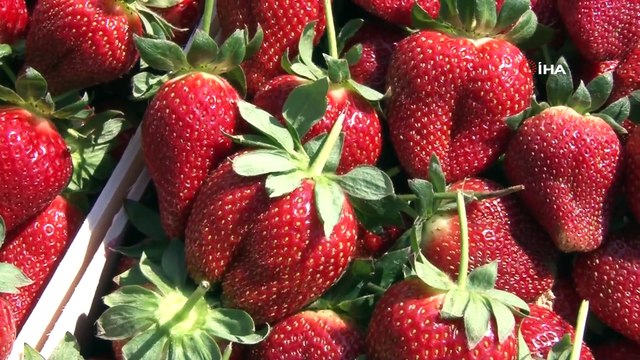 Aydın Çileğinin Sofralara Yolculuğu Başladı