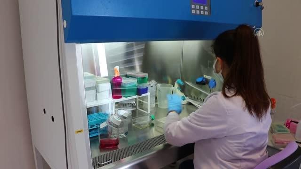 Son dakika haber... NKÜ'de kanser tedavisinde kullanılan hücresel immün tedavisi aşı çalışmalarında sona yaklaşıldı