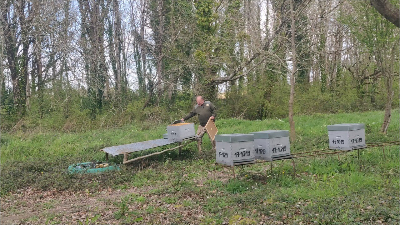 Marc récupère les essaims d'abeilles