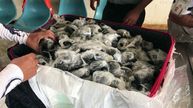 Localizadas 185 be´bés de tortugas gigantes en una maleta en el Aeropuerto Ecológico de Galápagos