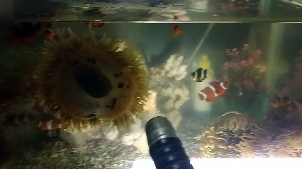 nemo
