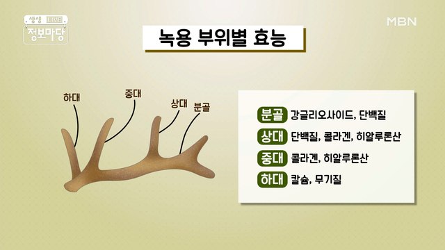 면역력 강화에 도움이 되는 녹용!!