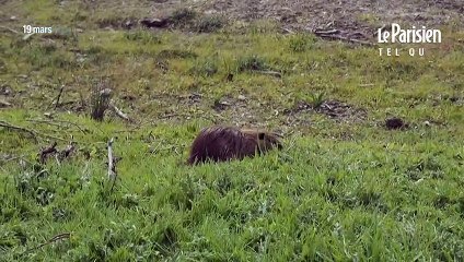 Un cimetière d’autolib dans le Loir-et-Cher
