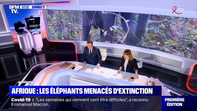Afrique: les éléphants menacés d'extinction - 26/03