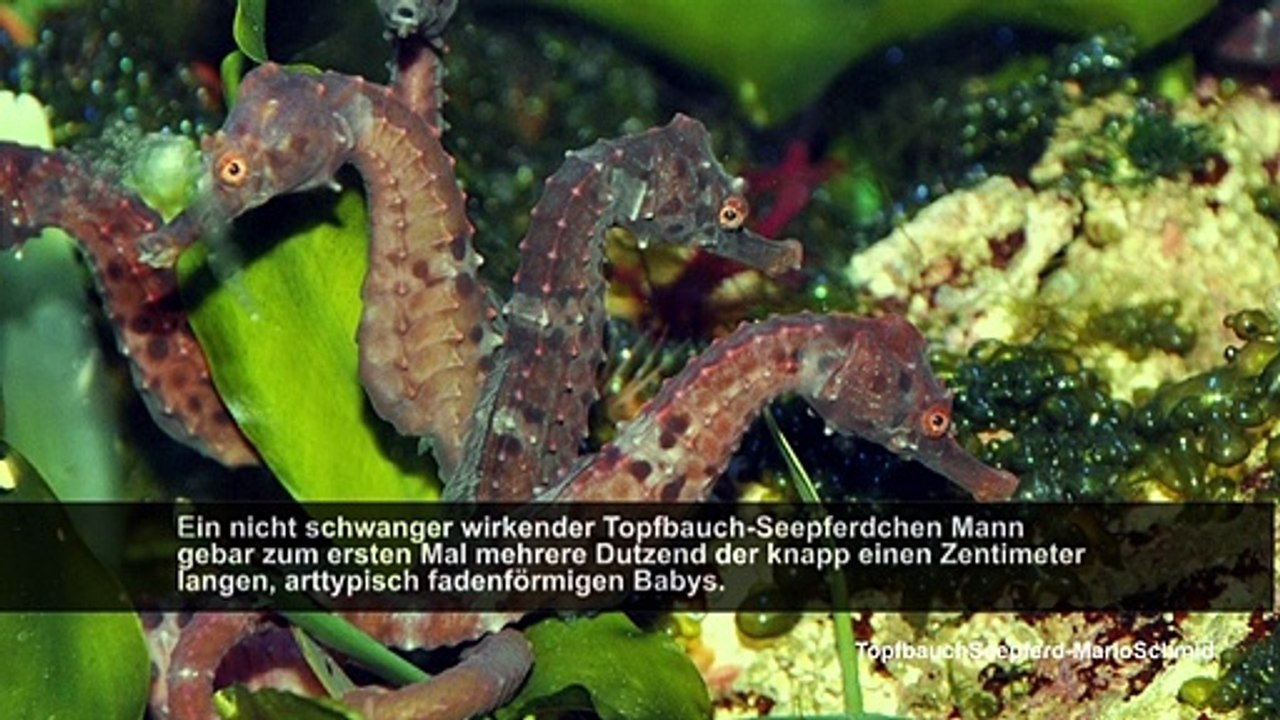 HDM toller Seepferdchennachwuchs