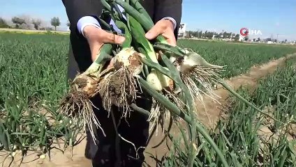 Soğan hasadı yaklaşıyor üretici pazar bulamama korkusu yaşıyor