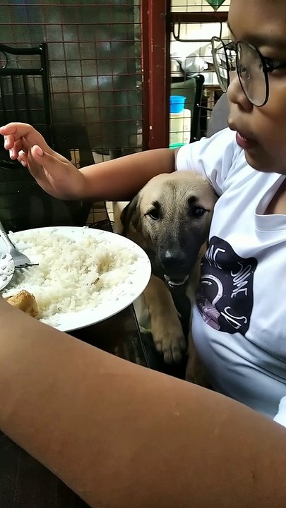 DOG LOVER