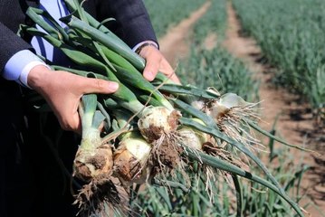 Soğan hasadı yaklaşıyor üretici pazar bulamama korkusu yaşıyor