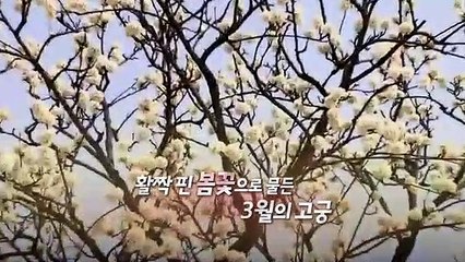 [영상구성] 99년만에 가장 빠른 서울 벚꽃…'꽃구경은 잠시 멈춰주세요'