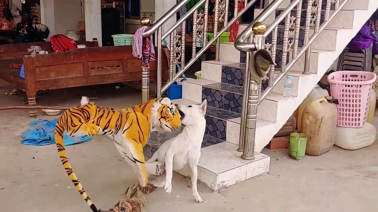 Wow Nice Fake Tiger Prank Dog!!! Dog Run Very Funny Prank Video 2021_