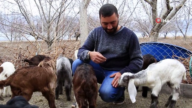 Süt için aldığı keçiler, çift çift kuzulayınca sürü sahibi oldu