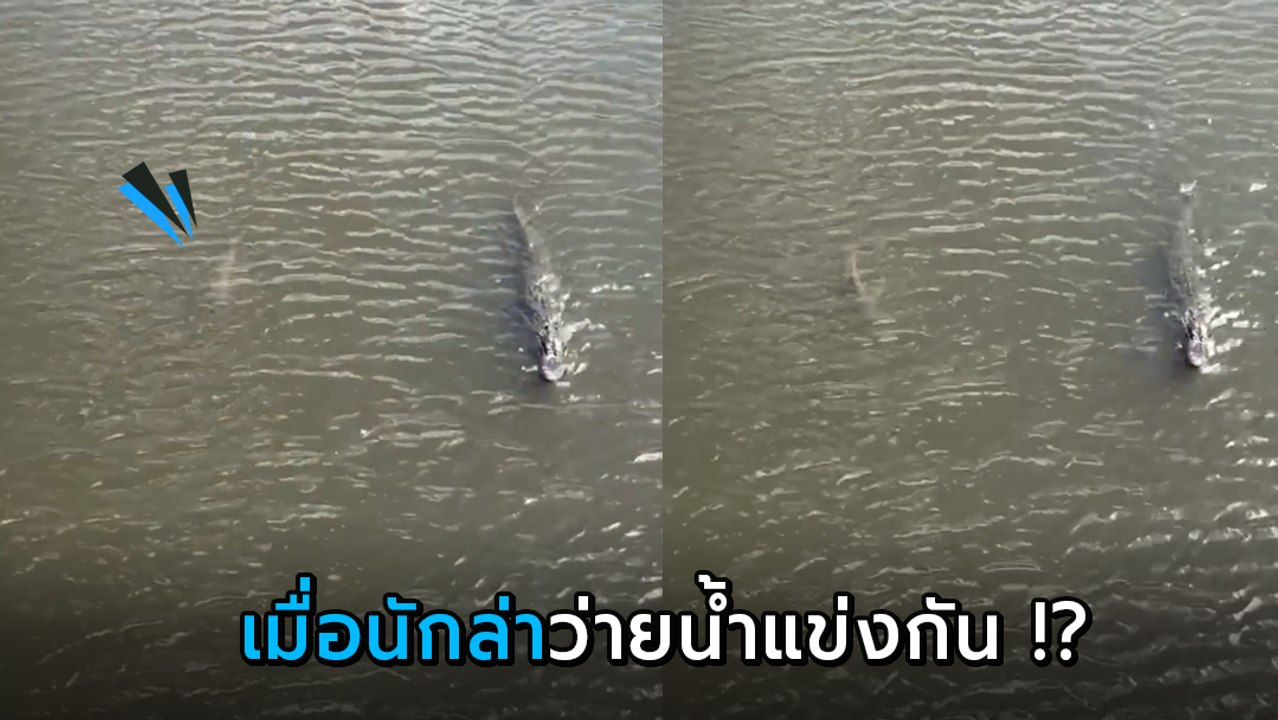 ขยี้ตารัว ! ปรากฏการณ์แปลกใต้น้ำ เมื่อจระเข้ว่ายน้ำตีคู่ฉลาม มาด้วยกันได้ไง