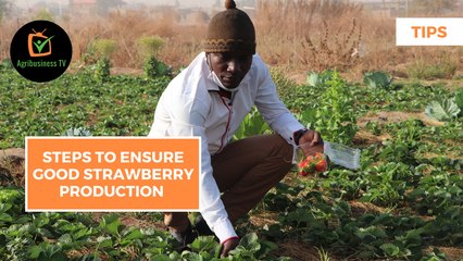 Tips: Steps to ensure good strawberry production
