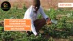 Astuces : Étapes pour assurer une bonne production de fraises