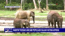 Habitat Rusak, Populasi Gajah Hutan dan Gajah Sabana Afrika Kian Terancam!