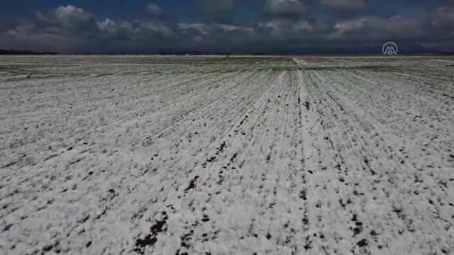 Son yağışlar kuraklığın yaşandığı Konya Ovası'nda çiftçinin yüzünü güldürdü