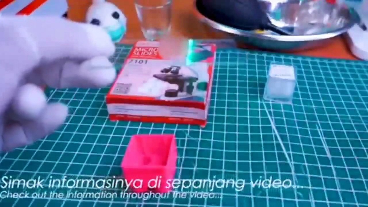 ZOOM 1000X: BAKTERI BAIK LENDIR KEPUTIHAN WANITA DI MIKROSKOP