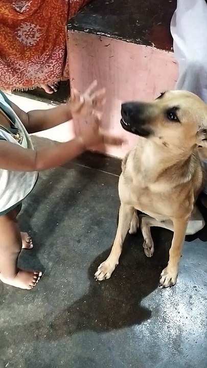 dog with boy