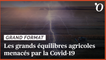 Agriculture: les équilibres alimentaires mondiaux menacés par la Covid-19