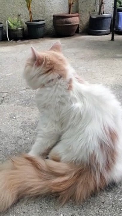 Coco The Cat