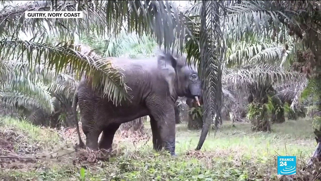 African forest elephants face threat of extinction