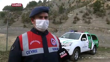 Alageyik sürüsü askerlerin yolunu gözlüyor